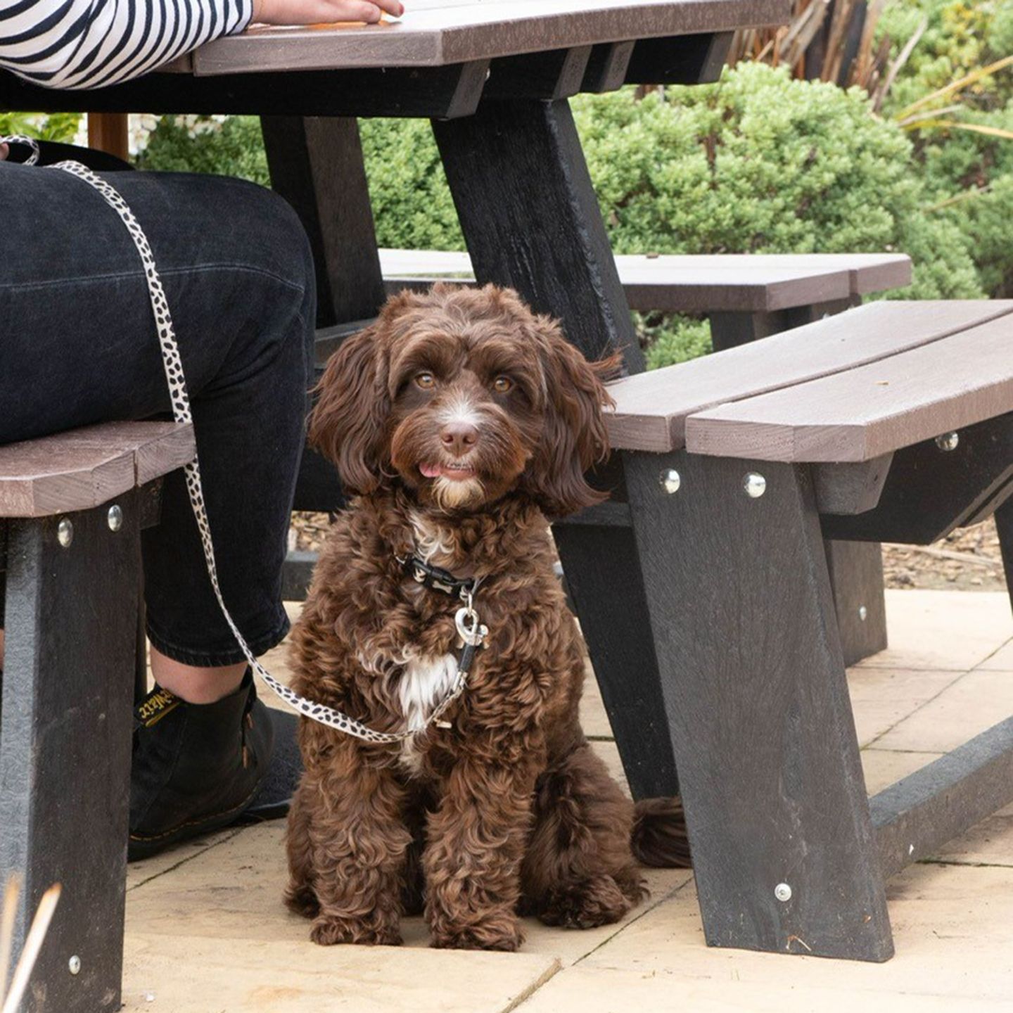 Your local dog friendly pub in Chippenham